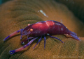 Emperor partner shrimp. Lembeh straits. D200, 60mm. 